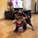 Costume pour chat pirate