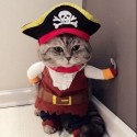 Costume pour chat pirate