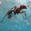 Antworks à LED milieu naturel pour les fourmis
